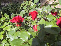 IMG_0007.JPG