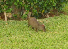 IMG_0217.JPG copy