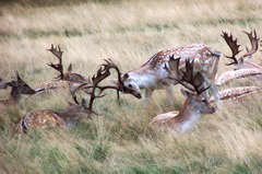 richmondDeer copy