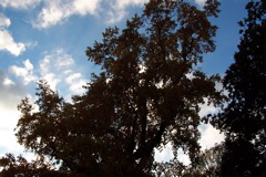 100_1374.JPG