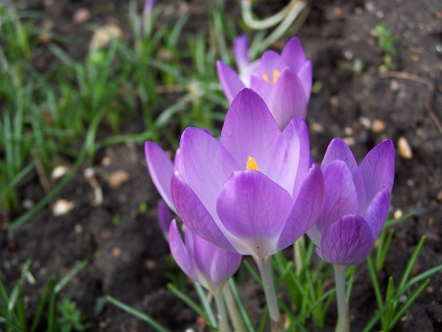 100_0098.JPG