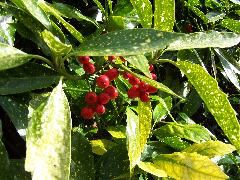 100_0093.JPG