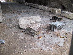 IMG_0051.JPG