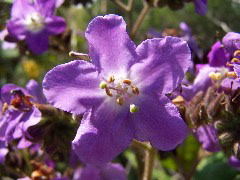 100_0248.JPG