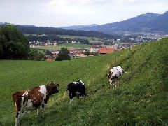 IMG_0019.JPG