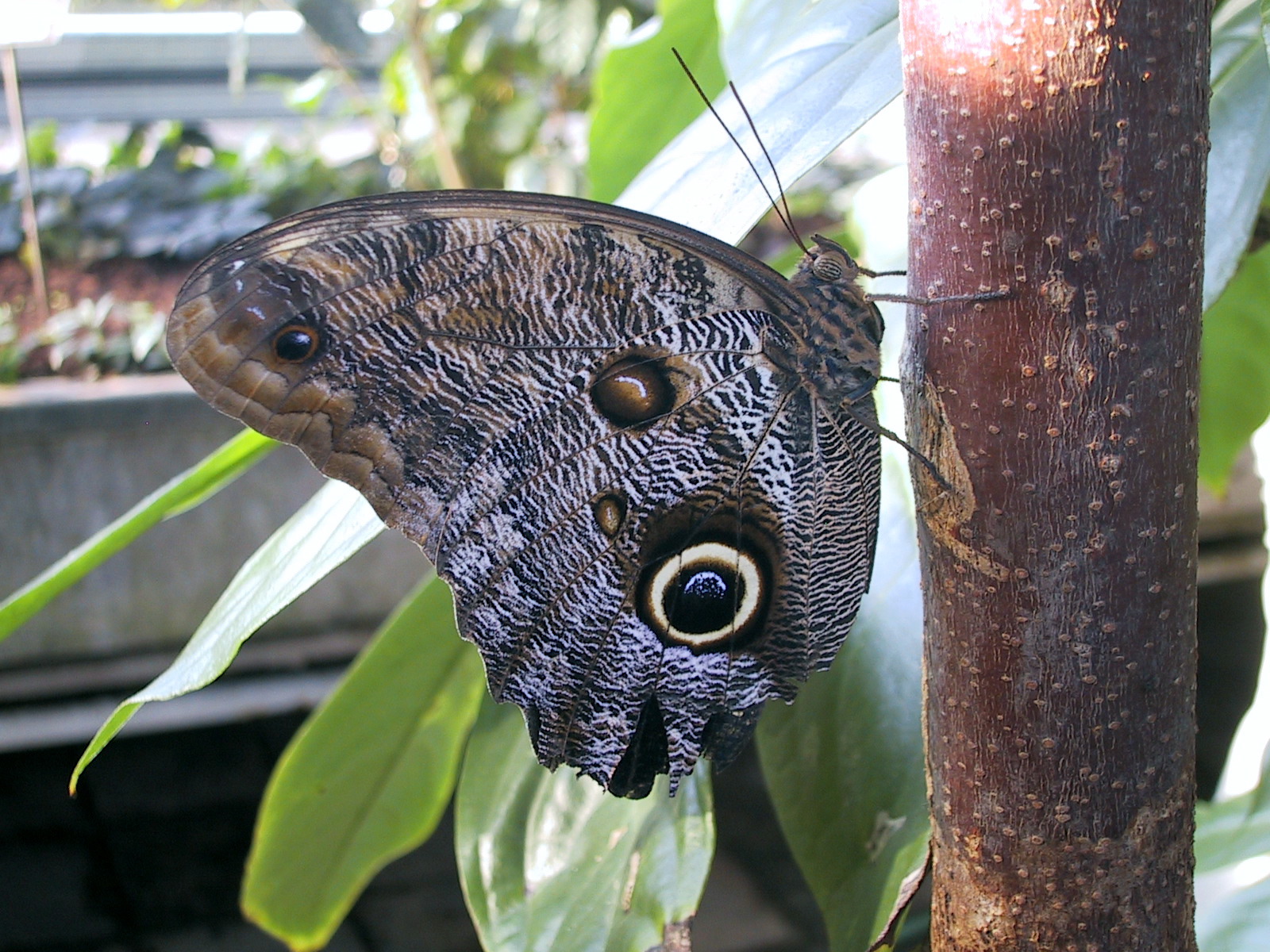 Hortus Botanicus, Amsterdam