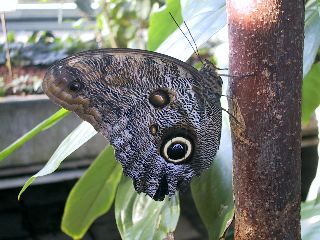 Hortus Botanicus, Amsterdam